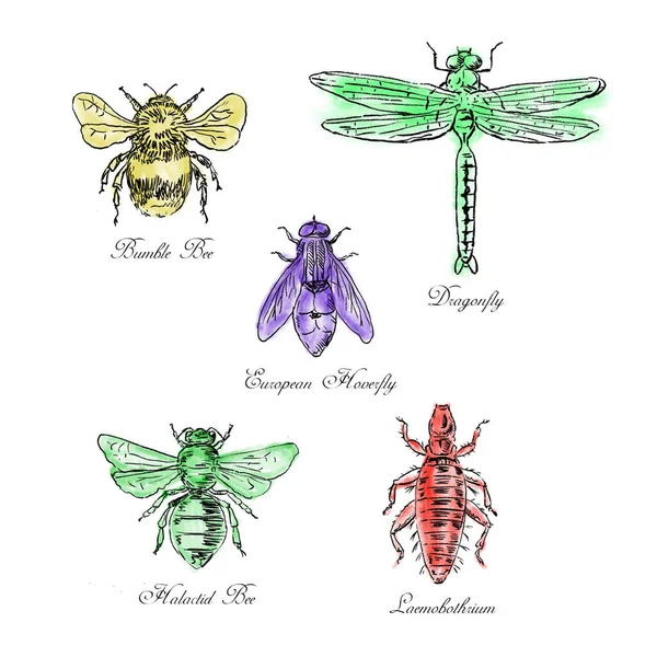 Zabytkowy Rysunek Ilustracji Kolekcji Owadów Takich Jak Bumble Bee European — Zdjęcie stockowe