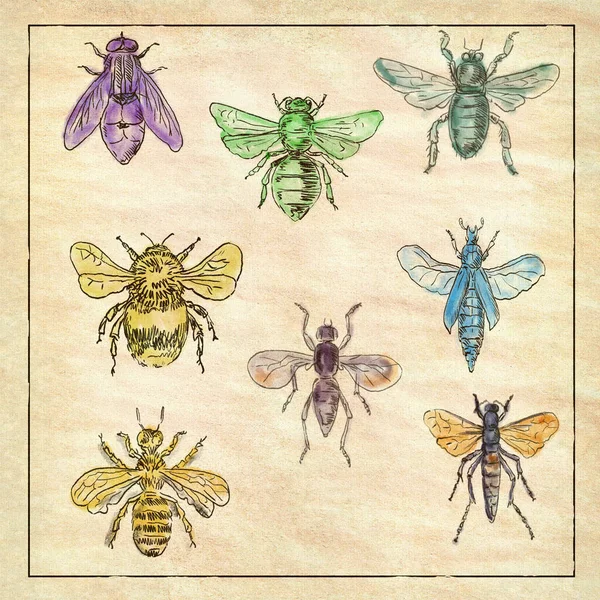 Viktorianische Zeichenillustration Einer Sammlung Von Bienen Und Fliegen Voller Farbe — Stockfoto