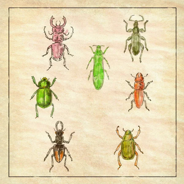 Vintage Victoriaanse Tekening Illustratie Van Een Verzameling Kever Insecten Zoals — Stockfoto