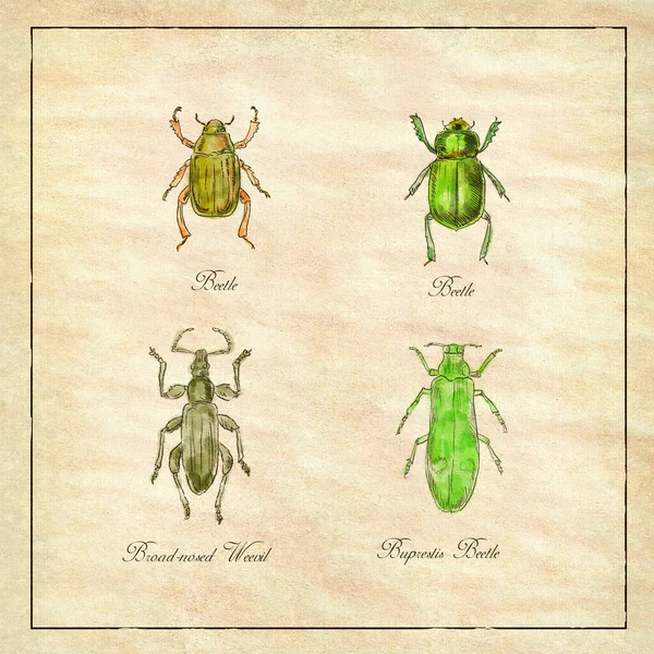 Illustration Dessin Victorien Vintage Une Collection Insectes Comme Scarabée Charançon — Photo