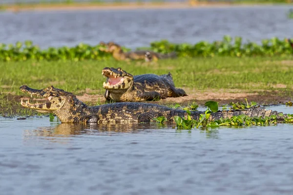 ブラジル マトグロッソ パンタナール カイマン クロコダイルス ヤケア Caiman Crocodilus Yacare — ストック写真