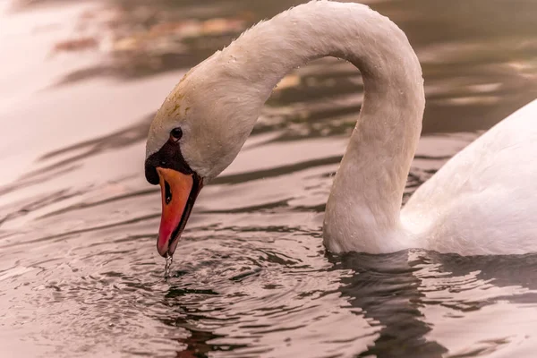 湖のピンク色の白鳥 — ストック写真