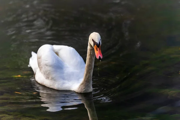 Schöner Weißer Schwan Schwimmt See — Stockfoto