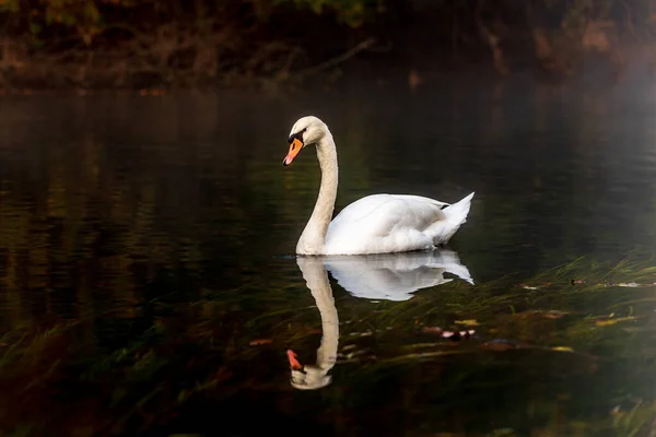 Schwimmen Fluss Mit Reflexion Morgens Neblig Und Sonnig Herbstmorgen — Stockfoto