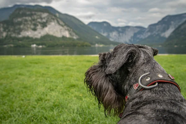 Dog Walker Austrian Lake Hallstatt Summer — Stock Photo, Image