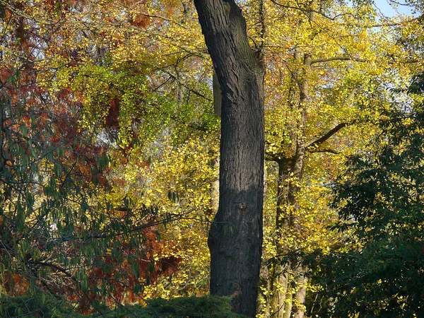 Floresta Outono Com Árvores Folhas — Fotografia de Stock