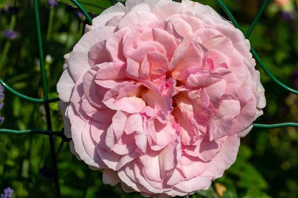 Rosa Rosa Rosa Flor Ramo Jardim — Fotografia de Stock