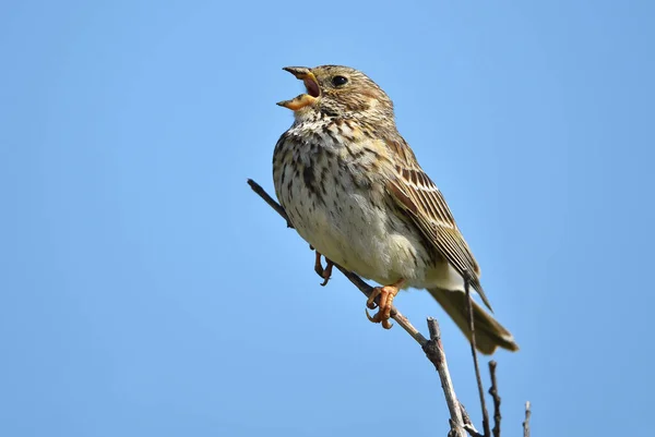 Bird Branch — Stock Photo, Image