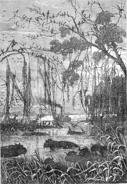 Wild animals in a swamp or river in South Africa. From Jules Verne 3 Russians and 3 English Book, vintage engraving, 1871.. clipart