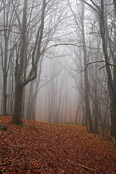 Осенний Лес Деревьями Листьями — стоковое фото