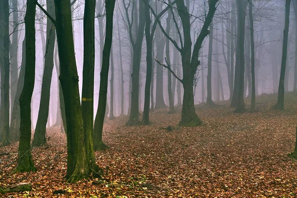 Foggy Dimmig Skog Senhösten Fallna Löv — Stockfoto