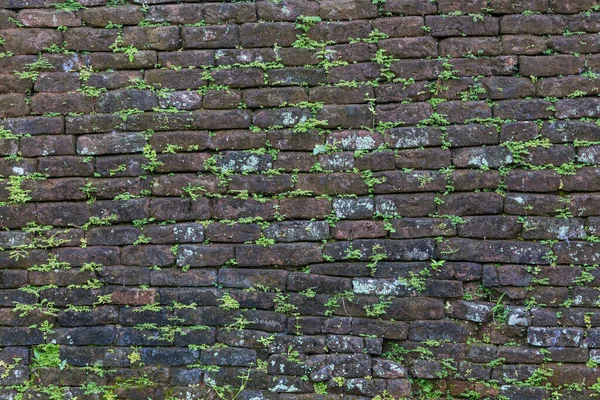 Muro Mattoni Scuro Vecchio Con Piccoli Germogli Piante Verdi — Foto Stock
