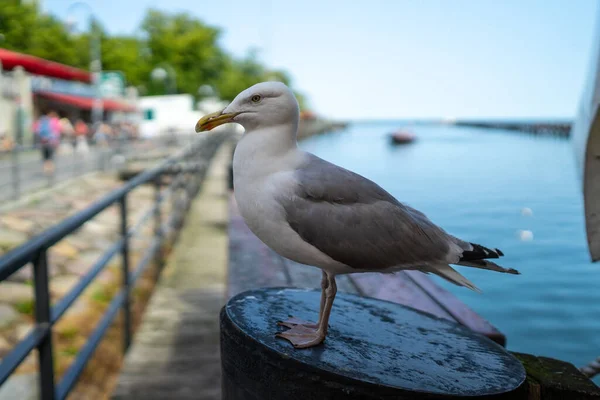 Uma Grande Gaivota Senta Corrimão — Fotografia de Stock