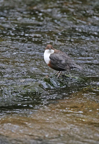 Une Mouette Dans Eau — Photo