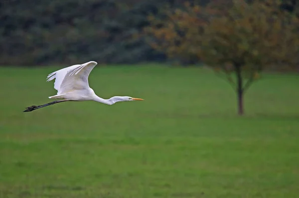 緑の草の中を飛ぶ白いコウノトリ — ストック写真