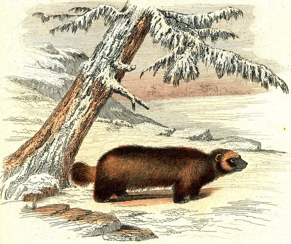 Ilustracja Niedźwiedzia — Zdjęcie stockowe