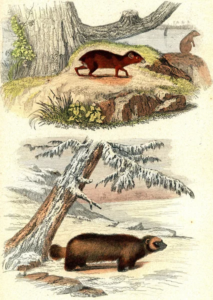 Ilustrace Starého Špinavého Medvěda — Stock fotografie