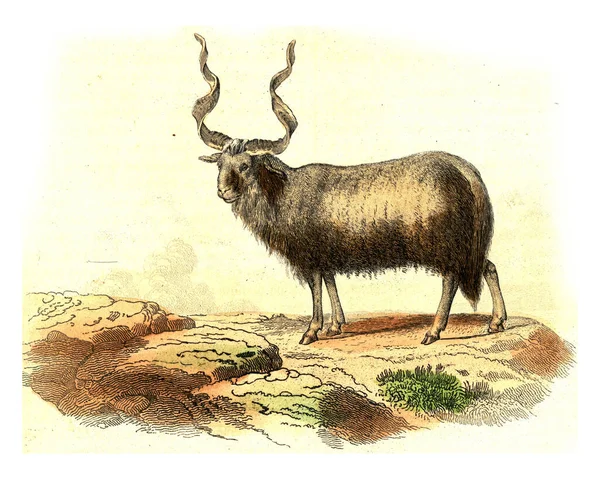 Illustration Moose — Stock Photo, Image