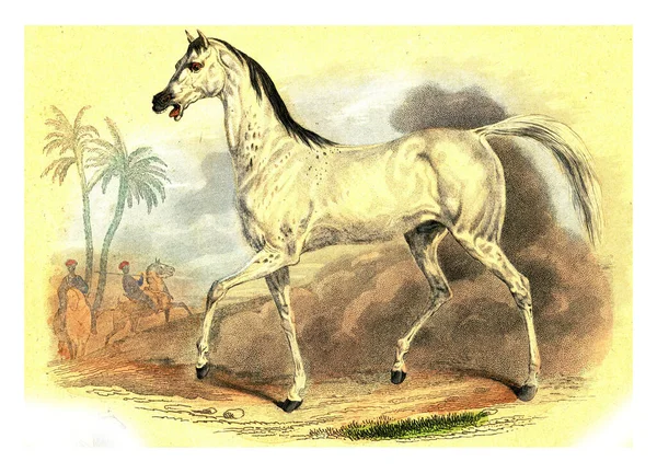 骑在白色背景上的马 — 图库照片
