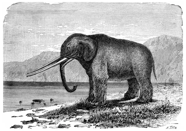 Régi Vintage Illusztráció Egy Fiatal Elefánt — Stock Fotó