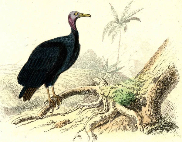 Απεικόνιση Του Γέρου Πτηνού — Φωτογραφία Αρχείου
