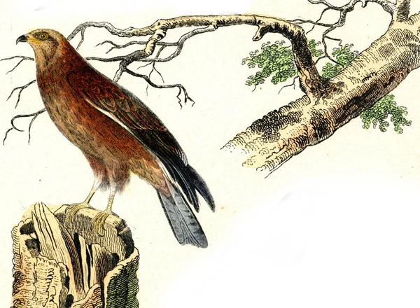 Illustration Bird — Stock Photo, Image