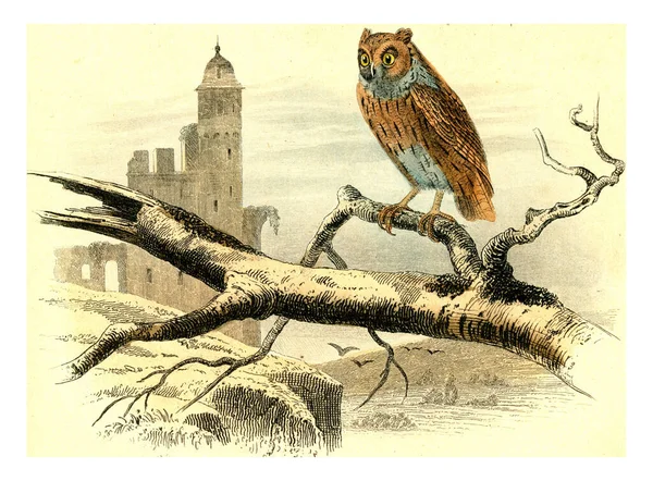 Ilustracja Starego Ptaka — Zdjęcie stockowe