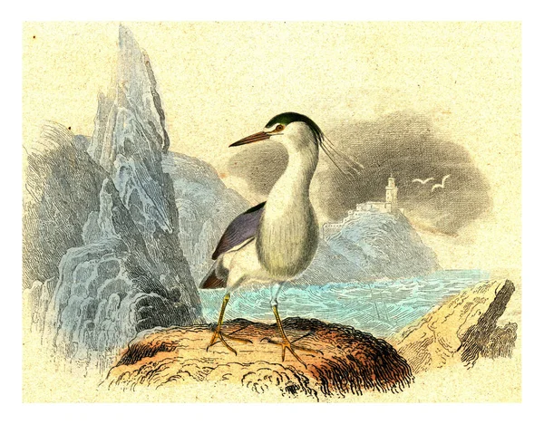 Illustration Oiseau Dans Mer — Photo
