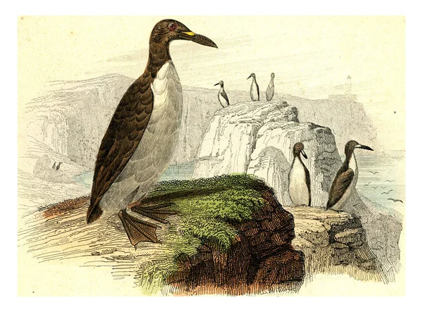 Illustration Bird — Stock Photo, Image