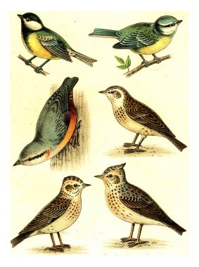Tit, Nuthatch, Woodlark, Blue Tit, Skylark, Crested Lark, vintage engraved illustration. From Deutch Birds of Europe Atlas.. clipart