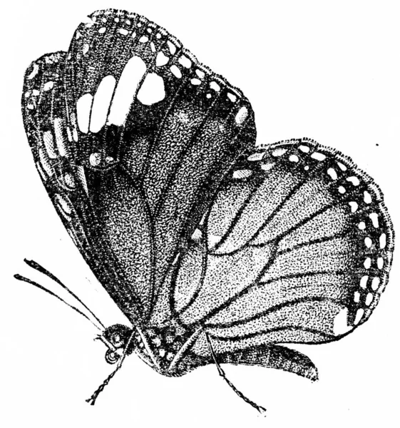 Illustration Butterfly — Stock Photo, Image