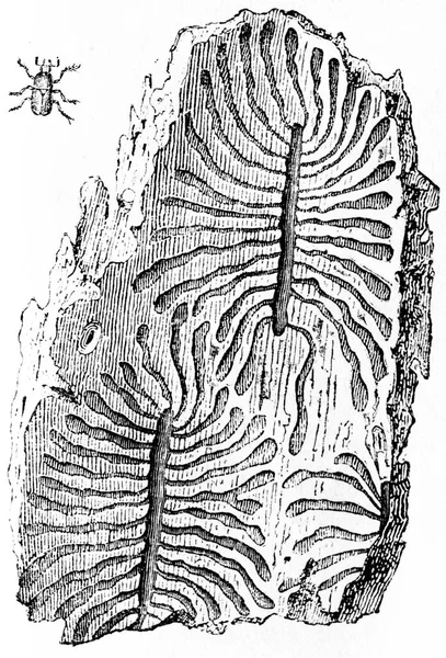 Galeries Scolytes Illustration Gravée Vintage Histoire Naturelle Des Animaux 1880 — Photo