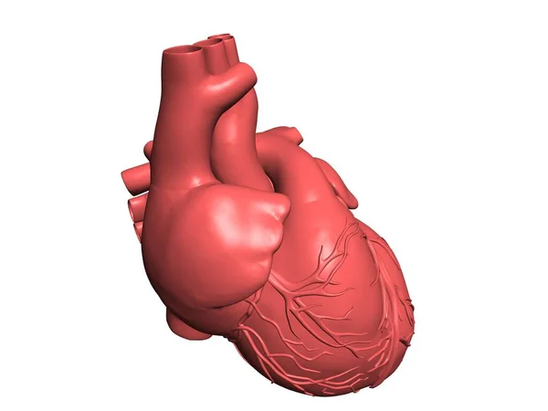Kalp Anatomisi Illüstrasyon — Stok fotoğraf
