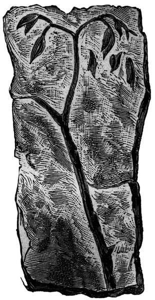 Старая Старинная Гравированная Иллюстрация Дерева Черно Белой Текстурой — стоковое фото