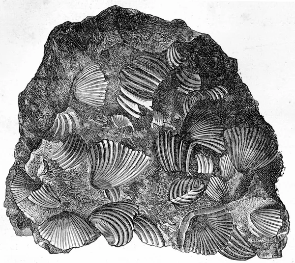 Απεικόνιση Θαλάσσιων Οστράκων Χειρόγραφη — Φωτογραφία Αρχείου