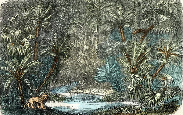 Paisagem Regiões Tropicais Ilustração Gravada Vintage Criação Natural Dos Seres — Fotografia de Stock