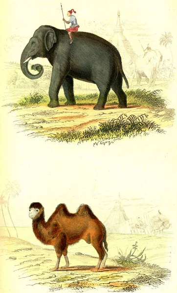 Elefante Vintage Retro Velho — Fotografia de Stock