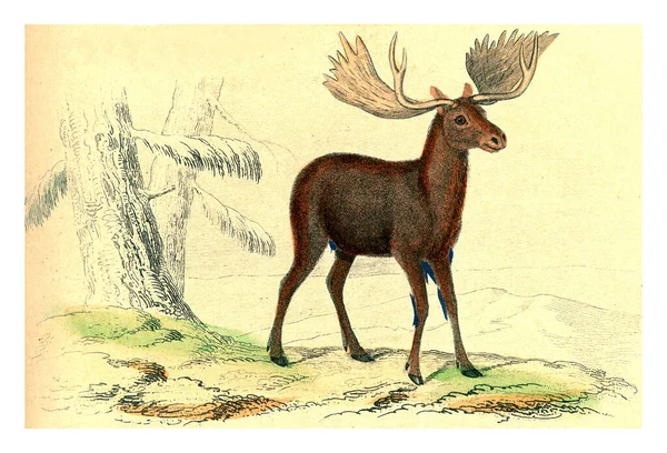 Illustration Deer — Stock Photo, Image