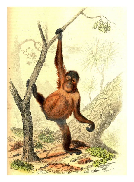 Ilustração Bonito Macaco — Fotografia de Stock