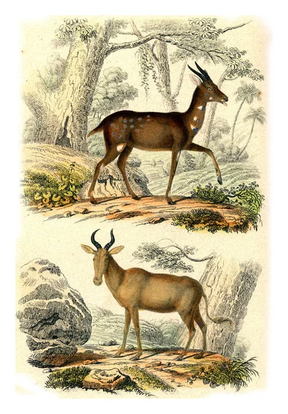 Ilustração Cervo — Fotografia de Stock