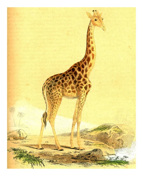 Giraff Öknen — Stockfoto