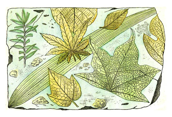 Queleues Fruilles Pliocene Forest Cantal Vintage Engraved Illustration Natural Creation — Stock Photo, Image