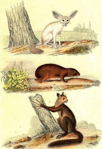 Fennec Fox Guinea Pig Aye Aye Vintage Engraved Illustration Buffon — Stock Photo, Image