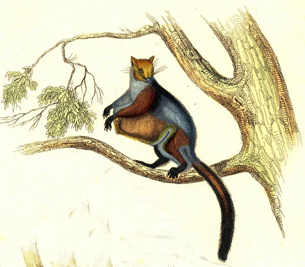 Taguan Grote Eekhoorn Van Kust Van Malabar Vintage Gegraveerde Illustratie — Stockfoto