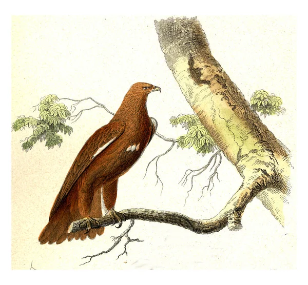 Απεικόνιση Ενός Πουλιού Παλιά Εικόνα — Φωτογραφία Αρχείου