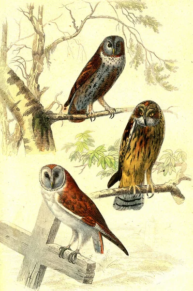 Ακουαρέλα Απεικόνιση Του Πουλιού — Φωτογραφία Αρχείου