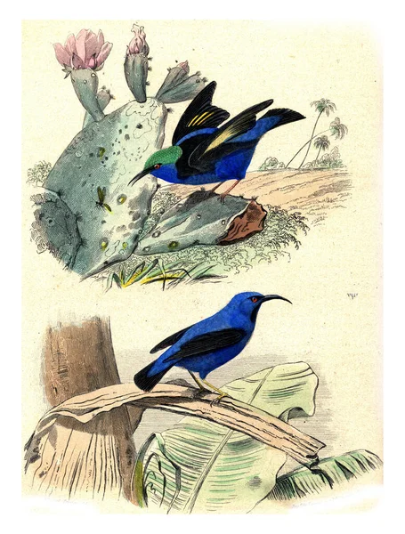 Ilustracja Ptaka Postaci Ptaków — Zdjęcie stockowe