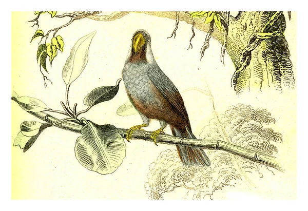 Απεικόνιση Ενός Γέρου Πτηνού — Φωτογραφία Αρχείου