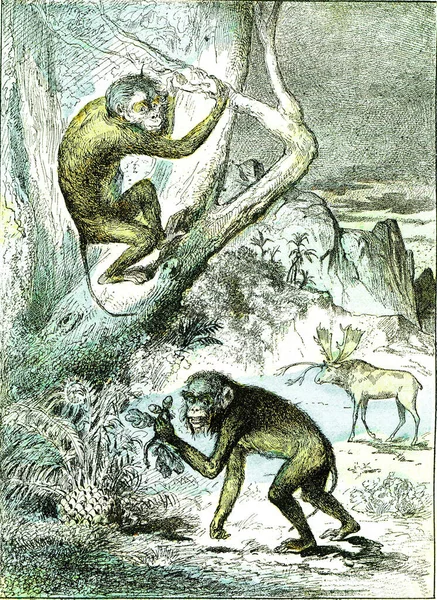 Leaf Monkeys Miocene Period Vintage Engraved Illustration Creación Natural Los —  Fotos de Stock