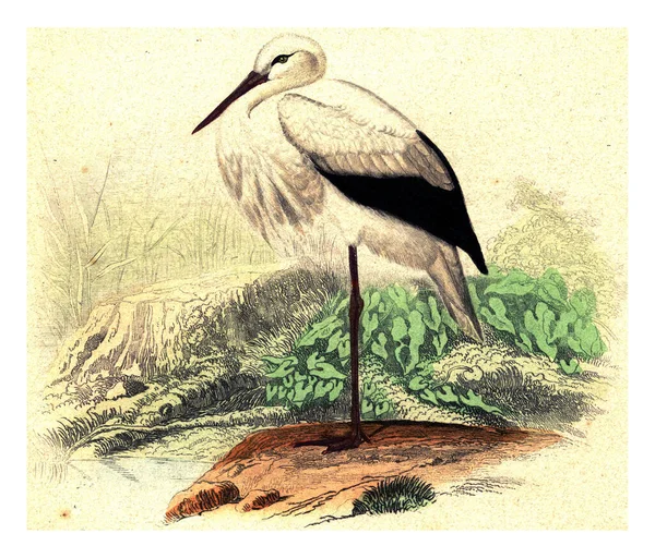 Иллюстрация Птицы Парке — стоковое фото